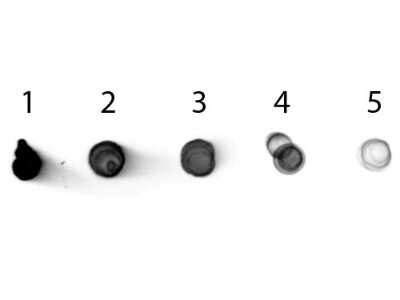 Dot Blot: Rabbit anti-Mouse IgG2b Heavy Chain Secondary Antibody [Alkaline Phosphatase] [NBP1-72674] - Load: Lane 1 - 200  ng Lane 2 - 66.7  ng Lane 3 - 22.2  ng Lane 4 - 7.41  ng Lane 5 - 2.47  ng.  Incubated for 1 HR at RT; blocked for 1 HR at RT.